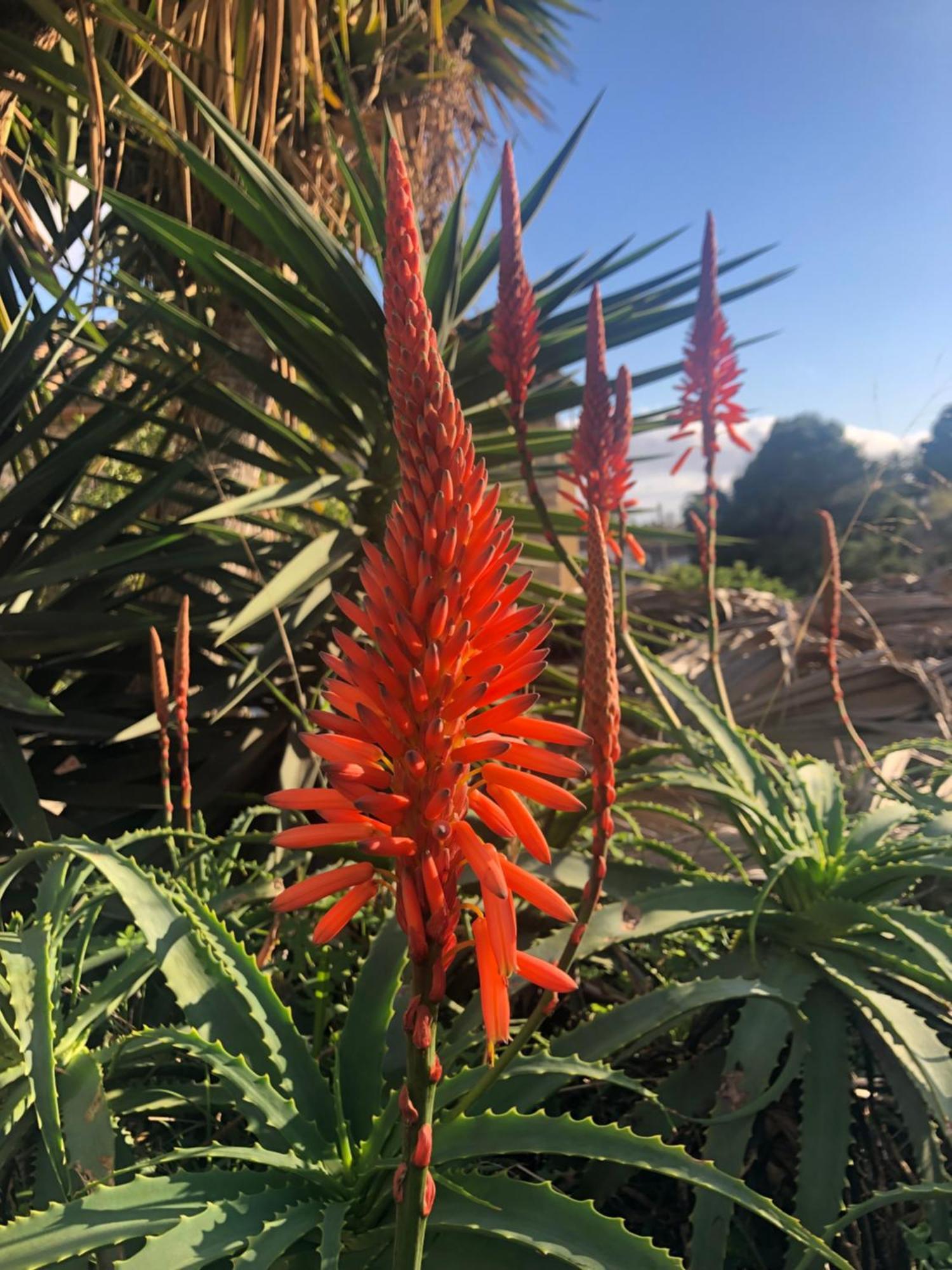 Rustico 'olta' In Finca, See-and Garden Side